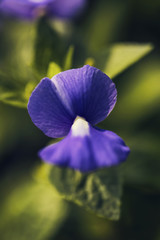 purple flower and fresh in garden 