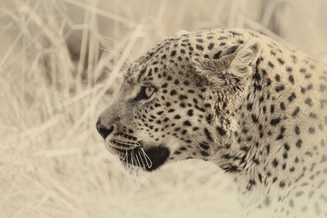 Leopardo © Gianfranco Bella