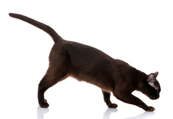 Burmese cat walking on white background