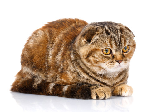 Cat Scottish Fold Siting On White Background