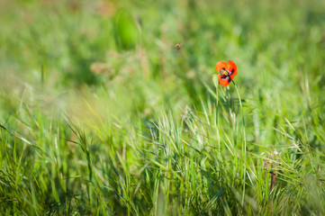 Red wild poppies on green glade.