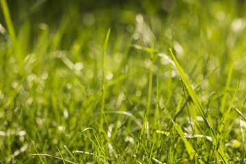 Grass Background./Grass Background 