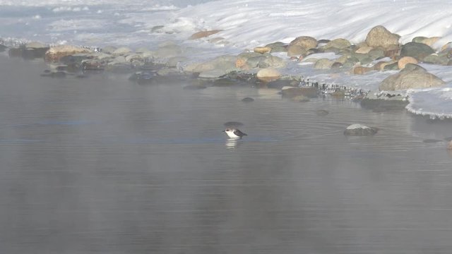 Bird white-throated dipper Cinclus cinclus  in water of Altai river Katun in winter time