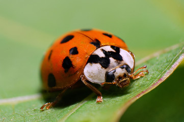 Ladybug sitting on a green leaf, macro