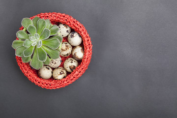 Red nest with Easter quail eggs and green plant. Top view. Still life on a black background. 