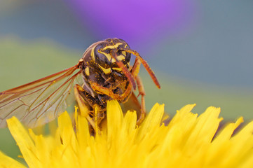Wasp on dandelion flower in springtime. Collecting nectar