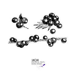 Vector hand drawn set of exotic fruits. Ioslated acai berrry set. Engraved art. Delicicous tropical vegetarian objects.