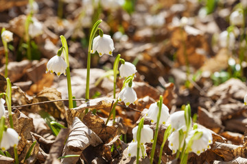Almost million of blooming Leucojum vernum, spring snowflakes in New Castle, Kostelec nad Orlici, Czech republic, 4th of March, 2017