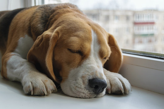 Beagle sleeping on the windowsill
