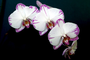 Phalaenopsis or Moth Orchid flowers, Cornwall, England, UK.