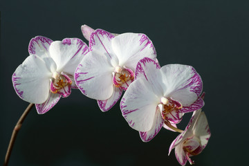 Phalaenopsis or Moth Orchid flowering stem, Cornwall, England, UK.
