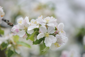 Obraz premium Apfelbaum im Frühling in Blüte