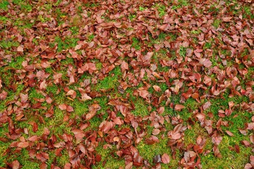 Lots of Fallen Wet Leaves in Late Autumn