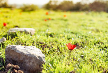 Natural flower background. Amazing nature view of red flower blooming in garden under sunlight at the middle of summer day.