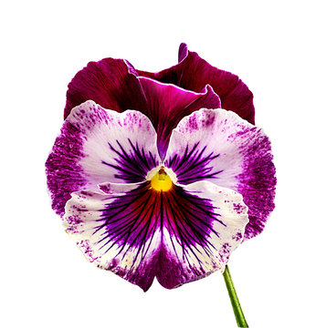 Pansy Flowers Isolated On White