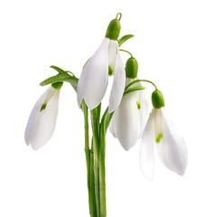 Bouquet of snowdrops, isolated