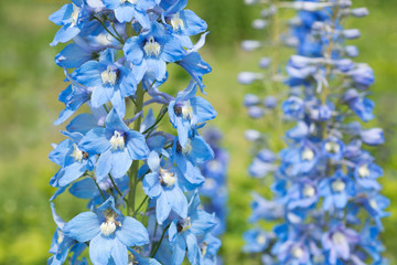 Flower Delphinium