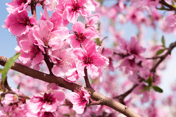 Fototapeta na wymiar Pink peach flowers at spring sunny day