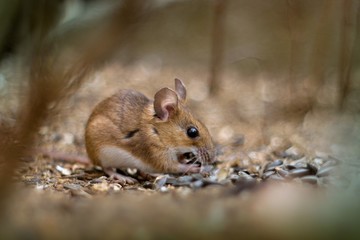 Little mouse (Apodemus flavicollis).in the garden