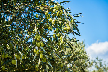 Tak van olijfboom met groene olijven