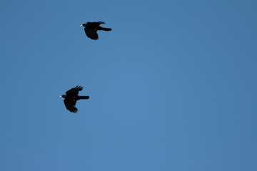 Vol de chocard à bec jaune