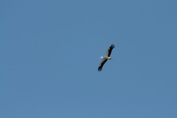 Cigogne blanche en plein vol