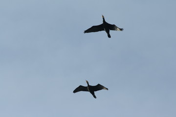 Vol de cormorans, Phalacrocorax carbo 