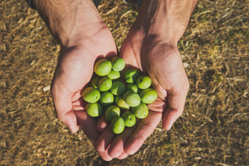 Naklejka na ściany i meble Close up of a man hands holding olives