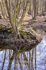 Erlenbruch, Carr. Swamp (or carr) in early springtime