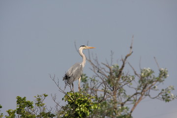 Grue cendrée en camargue, Grus grus