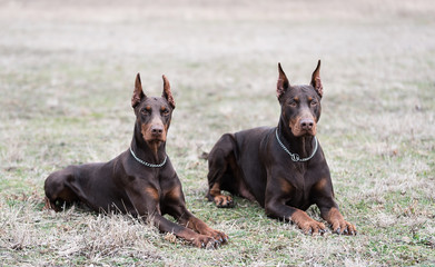 Doberman pinscher poses for the camera