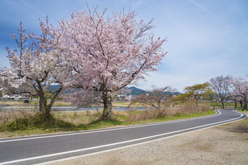 Sakura Cherry Blossom Road in Arashiyama, Kyoto, Japan