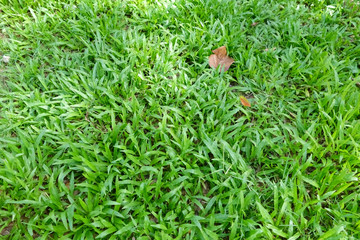 Green Grass in Garden Texture Background