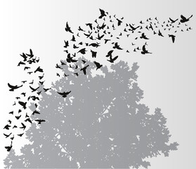 silhouette flying birds