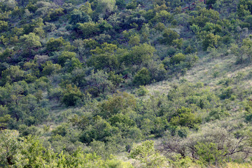 Afrykańska sawanna w parku narodowym Pilanesberg