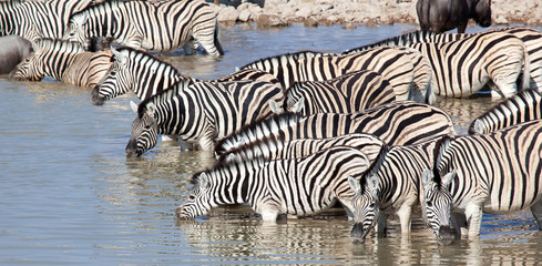 Fototapeta na wymiar Zebre bevono al lago