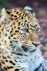 Fototapeta na wymiar North-Chinese leopard, leopard with blue eyes, head