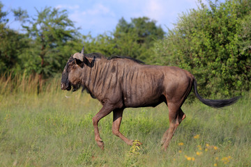Gnu pręgowane w parku narodowym Pilanesberg © andrzej_67