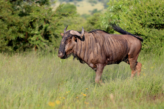 Fototapeta Gnu pręgowane w parku narodowym Pilanesberg