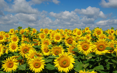 Obraz premium field of blooming sunflowers