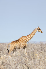 Giraffa