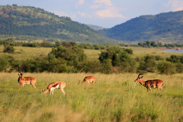 Naklejka na ściany i meble Antylopy impala i antylopy Springbok w parku narodowym Pilanesberg