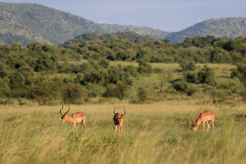 Impala zwyczajna ( Aepyceros melampus ) na sawannie