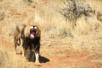 Brüllender Löwe (Panthera leo), männlich, captive