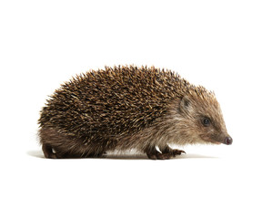 Hedgehog  isolated on white