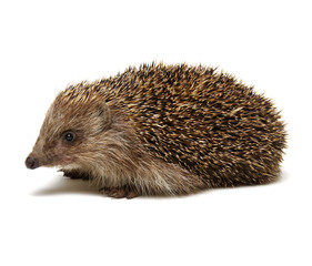 Obraz premium Hedgehog isolated on white