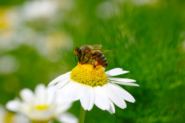 Bee on the flower