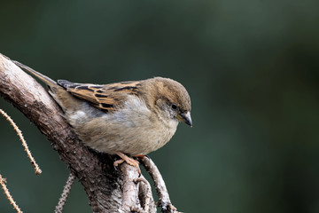 Haussperling weiblich