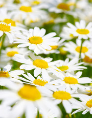  camomiles on green field