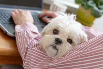 Working with dog at home